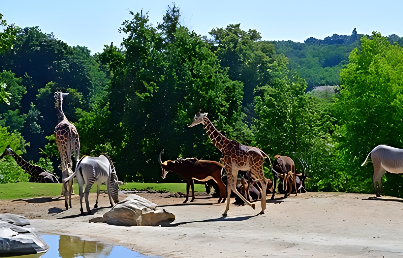 zoo_beauval